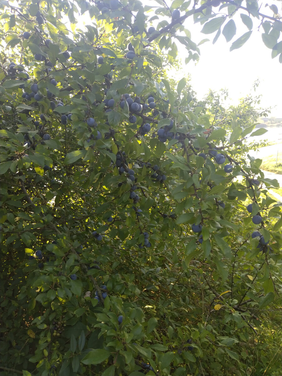 Schlehenstrauch im Oktober mit zahlreichen reifen blau-schwarzen Beeren – typische Herbsternte im nordbayerischen Heckenland