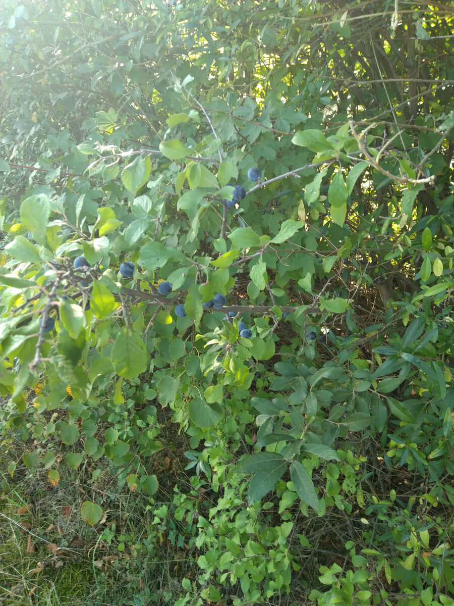 Schlehenbeeren in Nahaufnahme am Zweig mit herbstlichen Blättern – bläulicher Wachsreif deutlich erkennbar