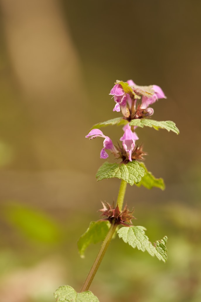 Rote Taubnessel (Lamium purpureum) mit typischen rosa Lippenblüten in Quirlen um den viereckigen Stängel und herzförmigen, grob gezähnten Blättern