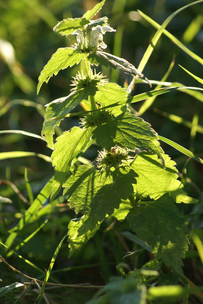 Weiße Taubnessel (Lamium album) mit großen weißen Lippenblüten und dunkelgrünen, nesselartig gesägten Blättern