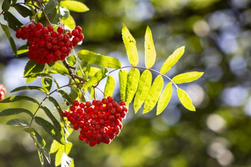 Leuchtend rote Vogelbeeren in schweren Trauben an der Eberesche im Herbst