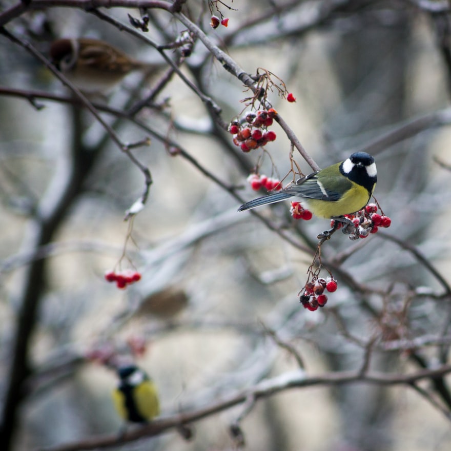 Kohlmeise sitzt auf einem Vogelbeere-Zweig und frisst die roten Beeren – warum man früh sammeln muss