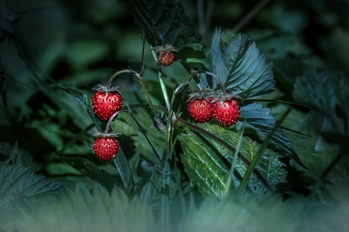 Reife Walderdbeeren am Strauch – die Basis für den Sirup