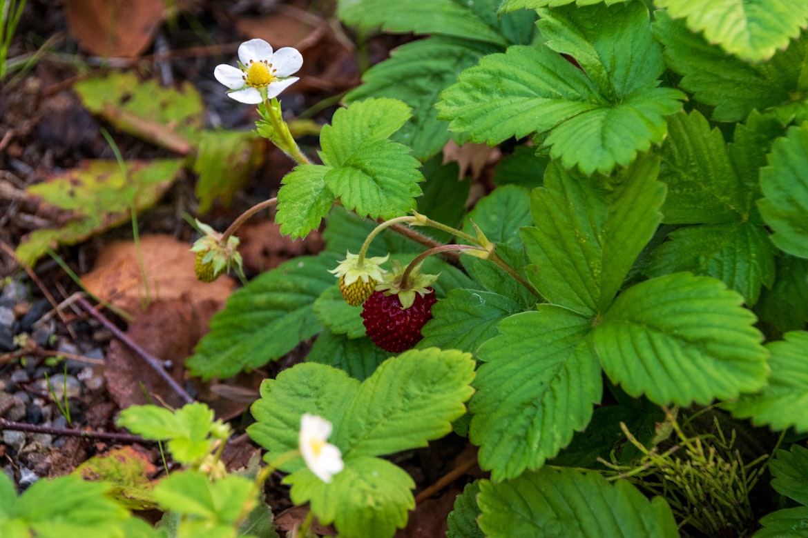 Walderdbeerpflanze mit weißer Blüte und reifer roter Frucht gleichzeitig am Waldboden