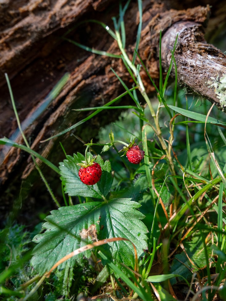 Walderdbeerpflanze mit reifer Frucht am Waldboden, dreiteilige Blätter gut erkennbar