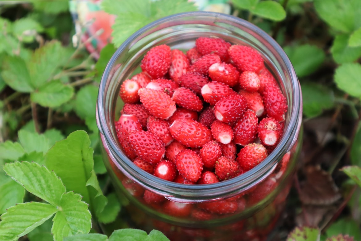 Frisch gesammelte Walderdbeeren in einem Einmachglas, umgeben von Erdbeerpflanzen im Wald