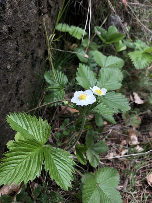 Weiße Blüten der Walderdbeere an einem Baumstamm – charakteristische fünfblättrige Rosengewächse-Blüte