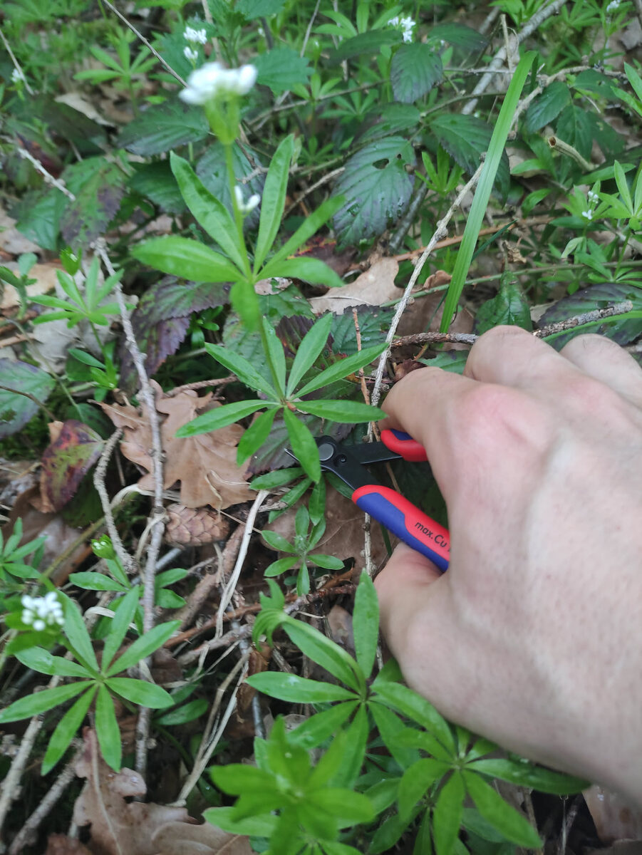 Hand mit roter Knipex-Zange schneidet Waldmeisterstängel kurz über dem Boden – weiße Blütenknospen sichtbar, idealer Erntezeitpunkt