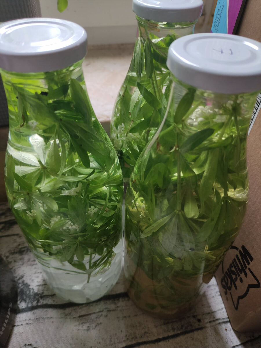 Drei Glasflaschen mit frisch angesetztem Waldmeister-Sirup – die Stängel ziehen in der Zuckerlösung, Kaltextraktion über Nacht