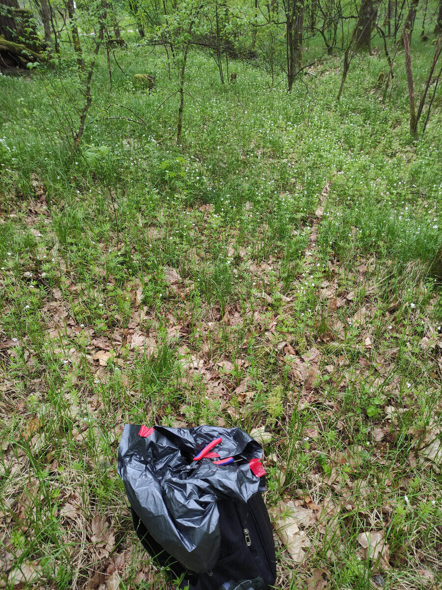 Großflächiges Waldmeistervorkommen auf dem Waldboden – grüner Teppich zwischen lichten Laubbäumen, Sammeltasche im Vordergrund