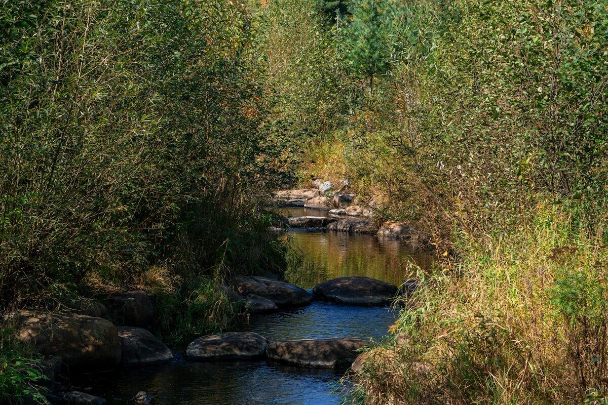 Naturbach mit Steinen im Wald – typische Wasserquelle beim Camping
