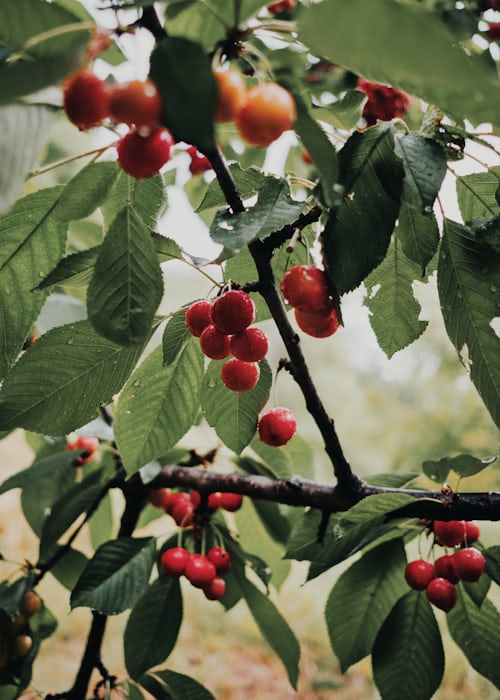 Reife und noch nicht ganz reife Wildkirschen am Ast – orange-rote bis dunkelrote Früchte