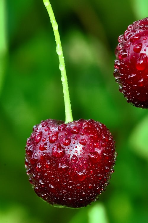 Einzelne dunkle Wildkirsche mit Wassertropfen, Makroaufnahme – satte rote Farbe