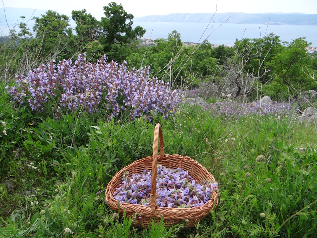 Weidenkorb mit frisch gesammelten Wildkräuterblüten auf einer Wiese mit blühendem Salbei