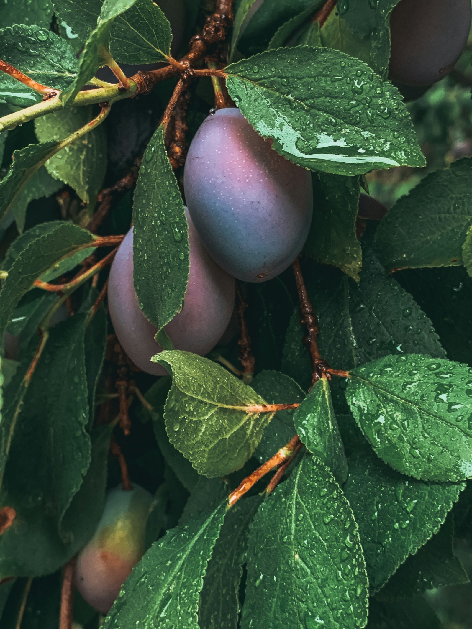 Reife blauviolette Zwetschgen mit Wachsschicht, länglich-oval, hängend am Zweig nach Regen