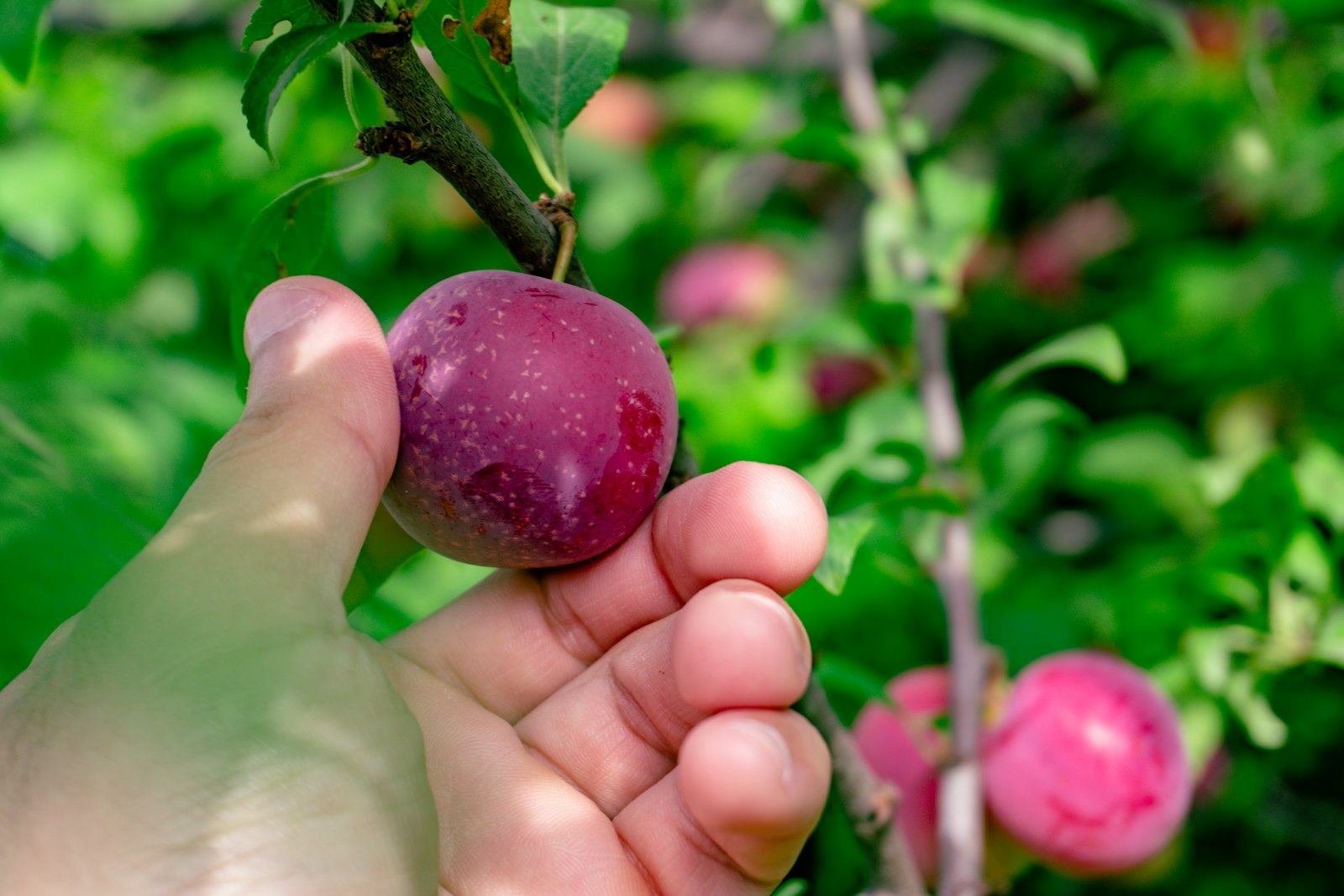 Hand pflückt eine reife rote Pflaume direkt vom Baum – die Pflücktechnik ist bei allen Pflaumensorten gleich